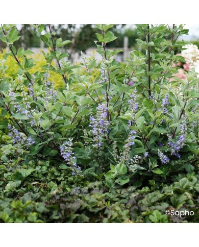 Gatilier Chicagoland Blues 'Daniel Searle' - Vitex
