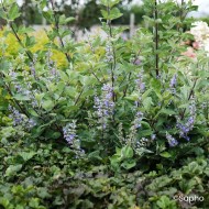 Gatilier Chicagoland Blues 'Daniel Searle' - Vitex