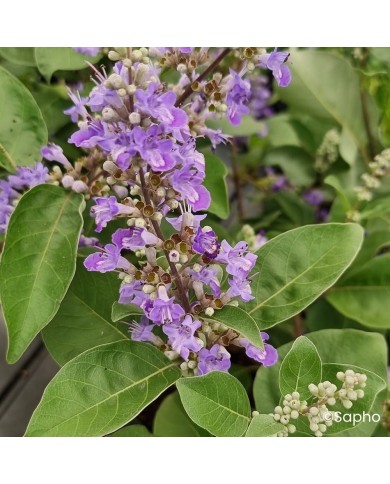 Gatilier Chicagoland Blues 'Daniel Searle' - Vitex
