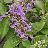 Gatilier Chicagoland Blues 'Daniel Searle' - Vitex