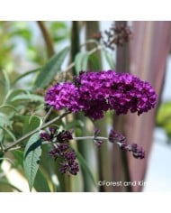 Arbre aux papillons ‘Black Knight’