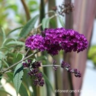 Arbre aux papillons ‘Black Knight’
