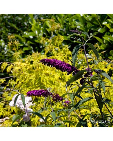 Arbre aux papillons ‘Black Knight’