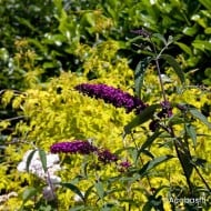 Arbre aux papillons ‘Black Knight’