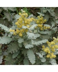 Buddleja glomerata