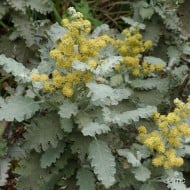 Buddleja glomerata