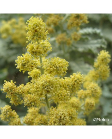 Buddleja glomerata