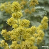 Buddleja glomerata
