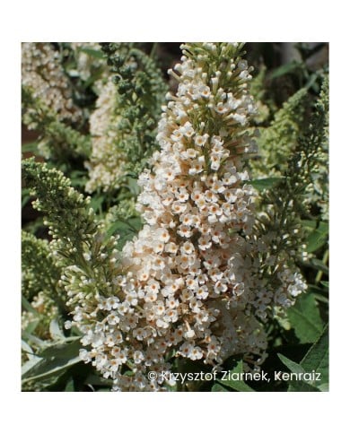 Arbre aux papillons Buzz Ivory