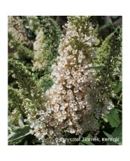Arbre aux papillons Buzz Ivory