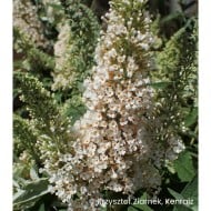Arbre aux papillons Buzz Ivory