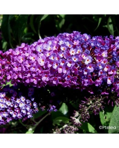 Arbre aux papillons Buzz Magenta