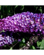 Arbre aux papillons Buzz Magenta