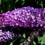 Arbre aux papillons Buzz Magenta