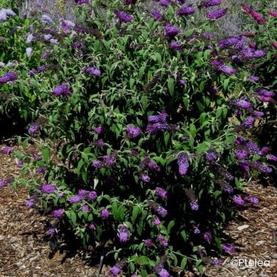 Arbre aux papillons Buzz Magenta