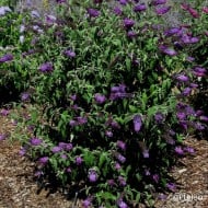 Arbre aux papillons Buzz Magenta