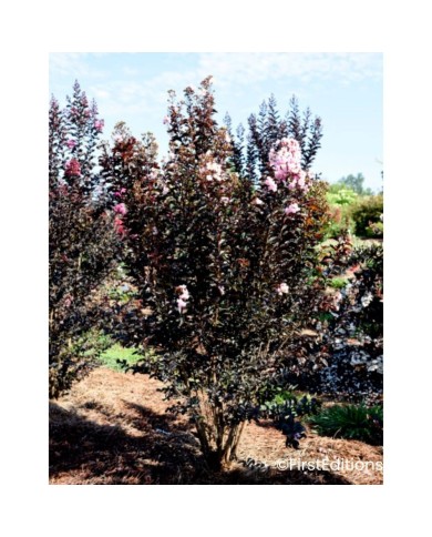 Lilas des Indes 'Moonlight Magic'
