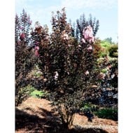 Lilas des Indes 'Moonlight Magic'