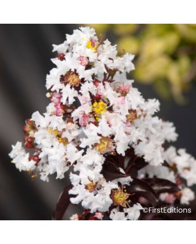 Lilas des Indes 'Moonlight Magic'