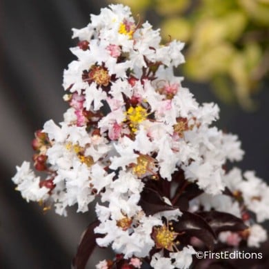 Lilas des Indes 'Moonlight Magic'