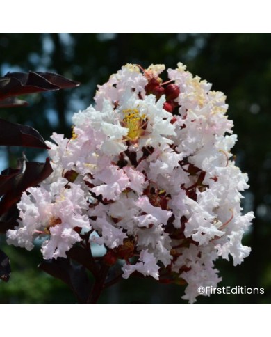 Lilas des Indes 'Moonlight Magic'