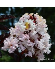 Lilas des Indes 'Moonlight Magic'