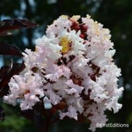 Lilas des Indes 'Moonlight Magic'