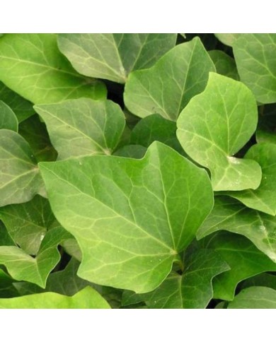 Lierre Hedera algeriensis 'Bellecour' (feuillage)