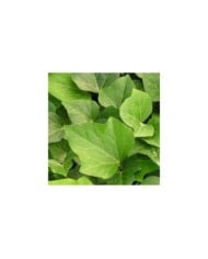 Lierre Hedera algeriensis 'Bellecour' (feuillage)