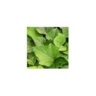 Lierre Hedera algeriensis 'Bellecour' (feuillage)
