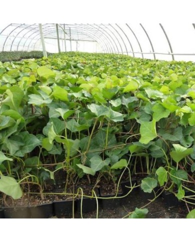Lierre algeriensis 'Bellecour'® - culture des godets sous serre