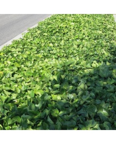 Lierre algeriensis 'Bellecour'® - couvre-sol