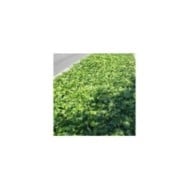 Lierre algeriensis 'Bellecour'® - couvre-sol