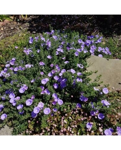 Convolvulus sabatius - couvre-sol - Flickr - Plant Right