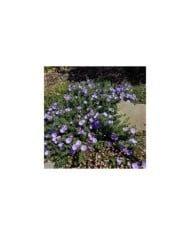 Convolvulus sabatius - couvre-sol - Flickr - Plant Right