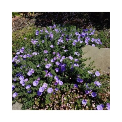 Convolvulus sabatius - couvre-sol - Flickr - Plant Right