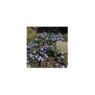Convolvulus sabatius - couvre-sol - Flickr - Plant Right