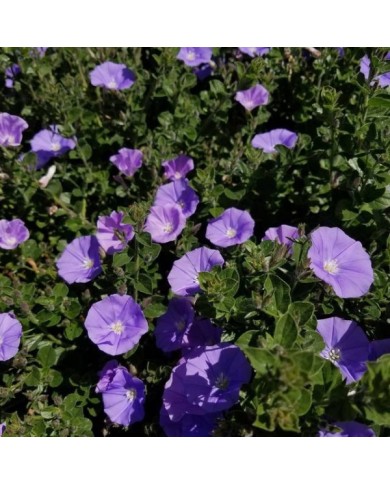 Convolvulus sabatius - fleurs - Flickr - Plant Right