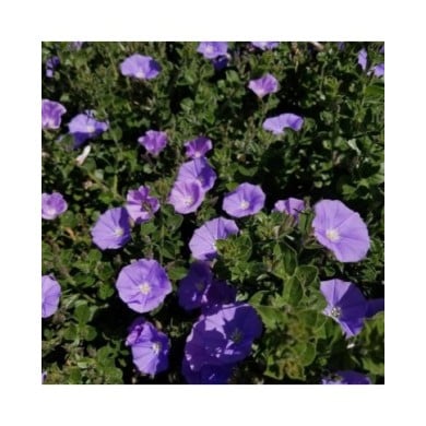 Convolvulus sabatius - fleurs - Flickr - Plant Right