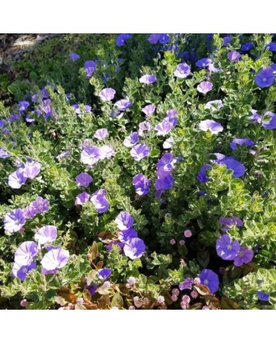 Convolvulus sabatius - fleurs - Flickr - Plant Right