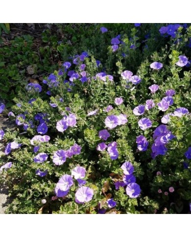 Convolvulus sabatius - couvre-sol - Flickr - Plant Right