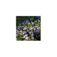 Convolvulus sabatius - couvre-sol - Flickr - Plant Right