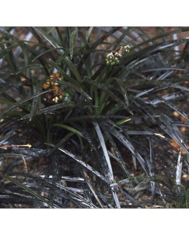 Ophiopogon Nigrescens - feuillage - Flickr - manuel m. v.