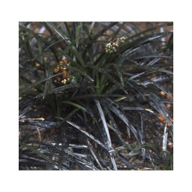 Ophiopogon Nigrescens - feuillage - Flickr - manuel m. v.