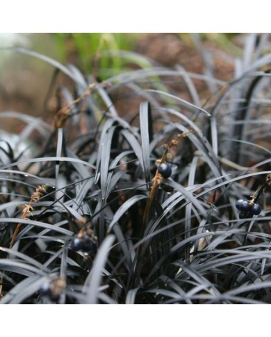 Ophiopogon Nigrescens - feuilles et fruits - Flickr - brewbooks