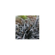 Ophiopogon Nigrescens - feuilles et fruits - Flickr - brewbooks