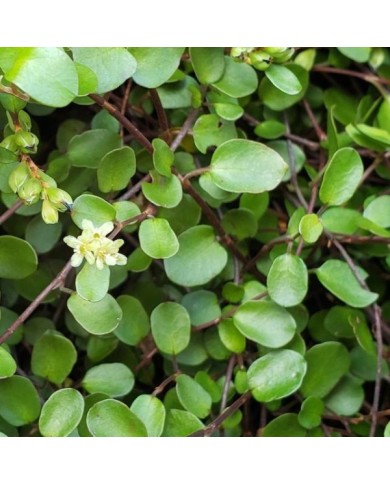 Muehlenbeckia complexa - Flickr - Wendy Cutler