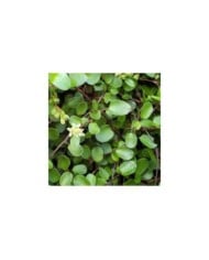 Muehlenbeckia complexa - Flickr - Wendy Cutler