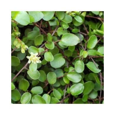 Muehlenbeckia complexa - Flickr - Wendy Cutler