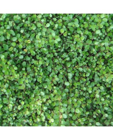 Muehlenbeckia - Flickr - aurora aura
